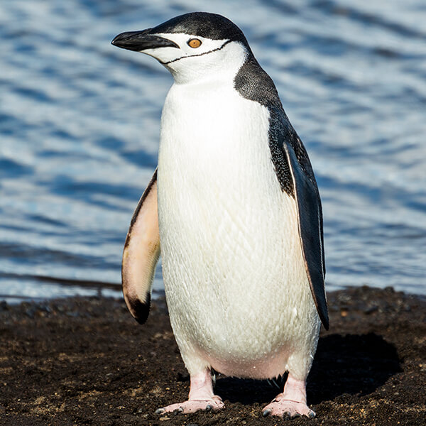 Random Animal Generator Generators List