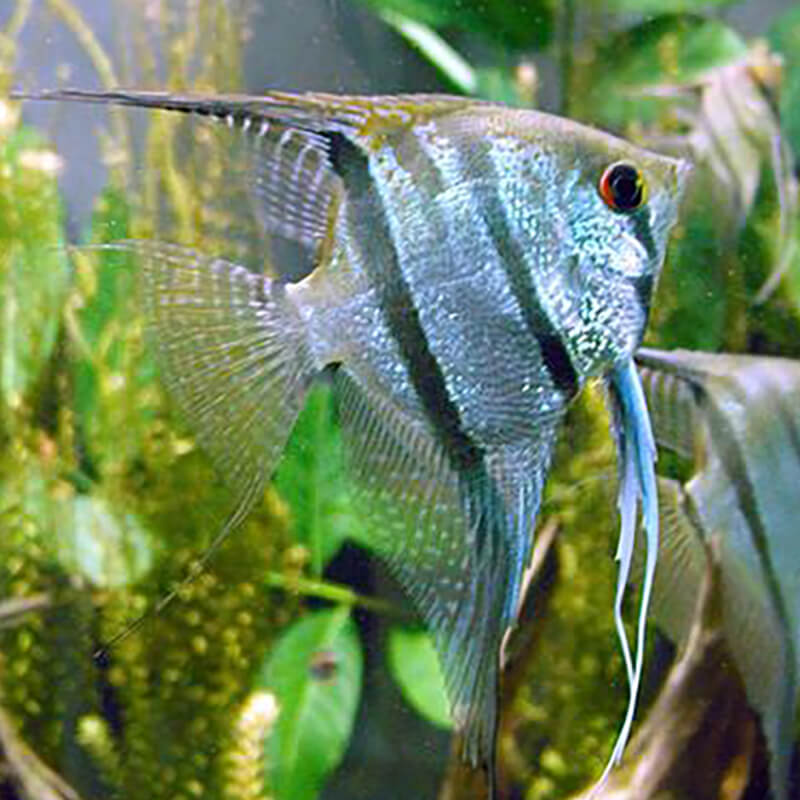 Cichlid