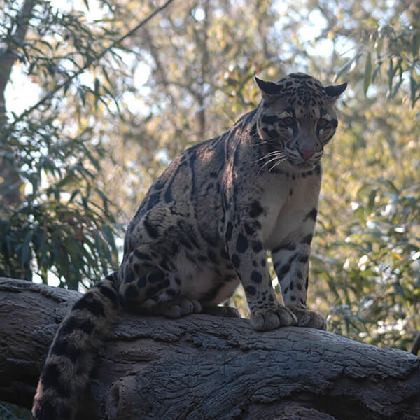 Clouded Leopard