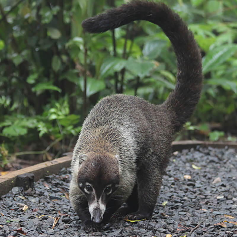 Coati