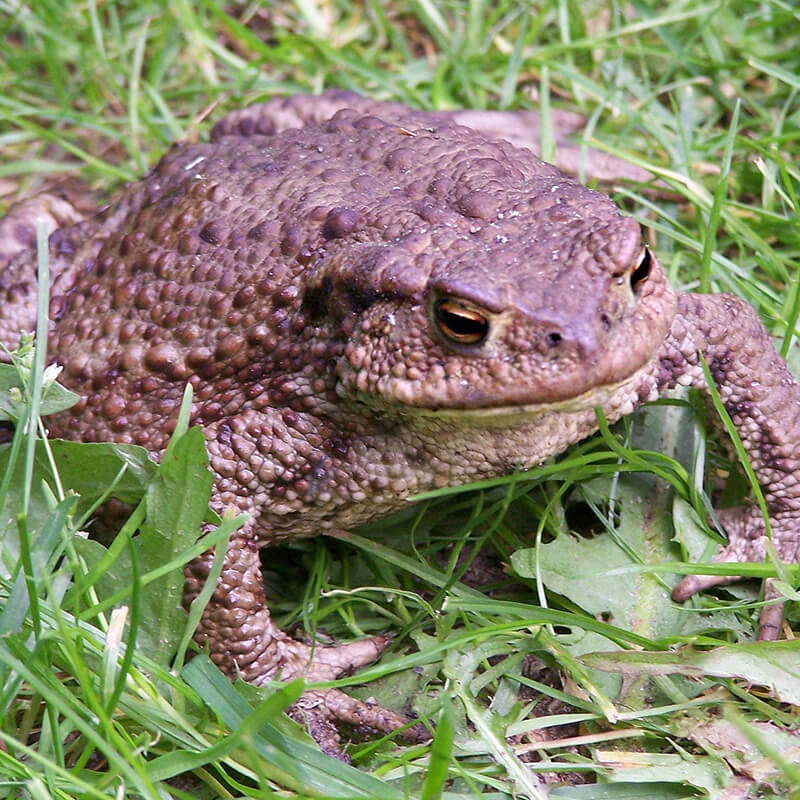 Common Toad