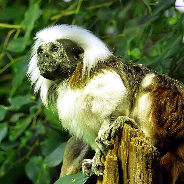 Cottontop Tamarin