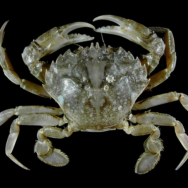 Crab