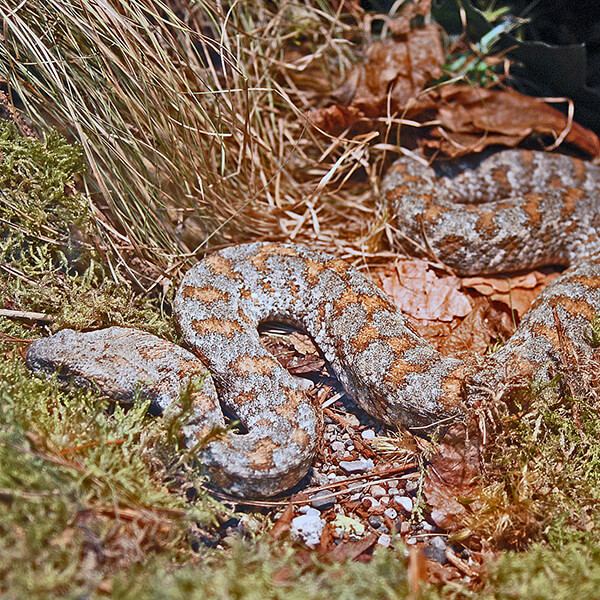 Cyprian Blunt Nose Viper