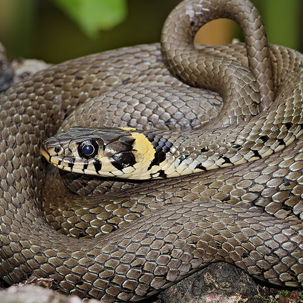 Cyprus Grass Snake
