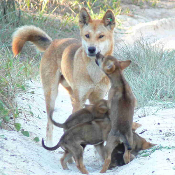 Dingo