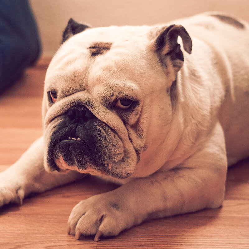 dog