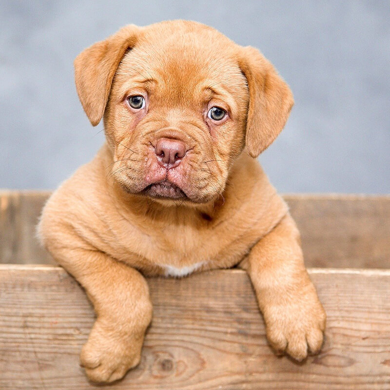 dog