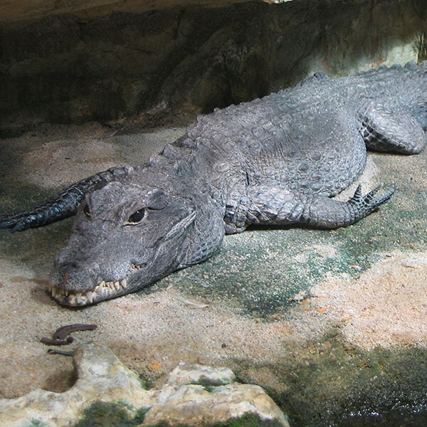 Dwarf Crocodile