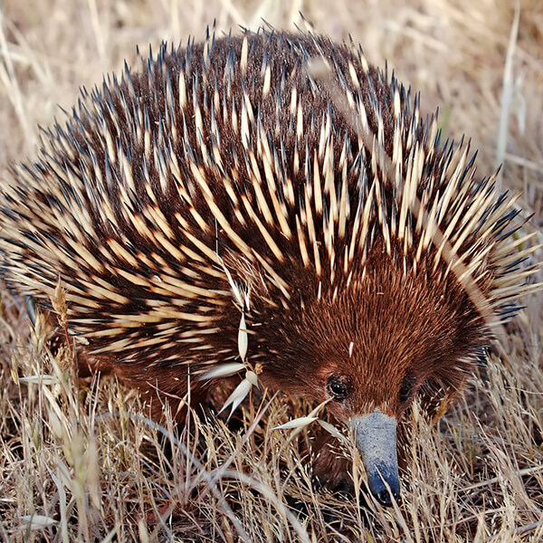 Random Animal Generator Generators List