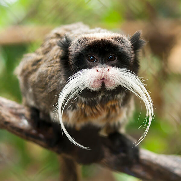 Emperor Tamarin