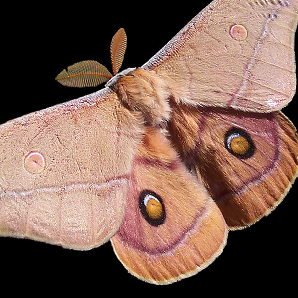 Random Animal Generator Generators List