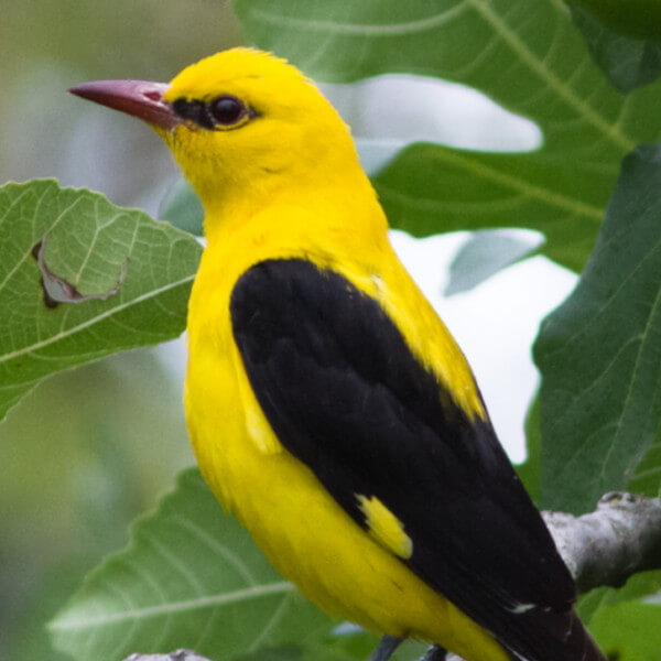 Eurasian Golden Oriole