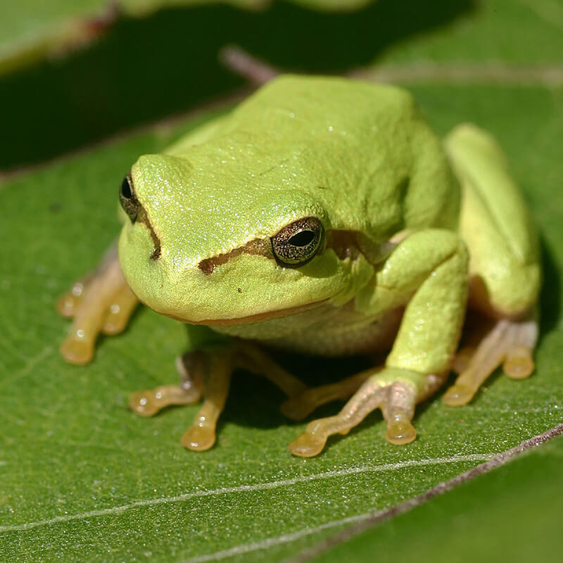 European Tree Frog