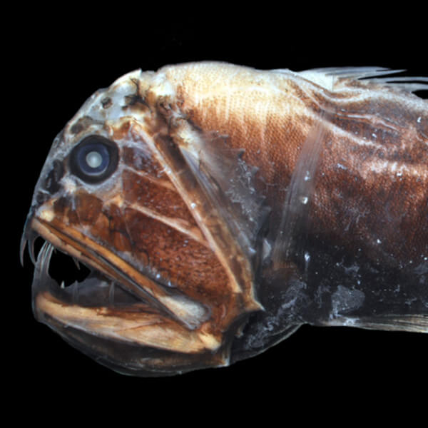 Fangtooth
