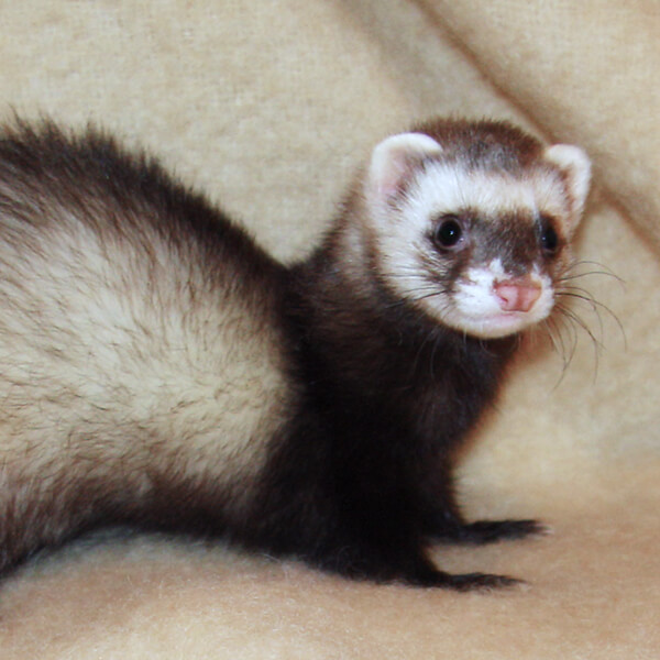 Random Animal Generator Generators List