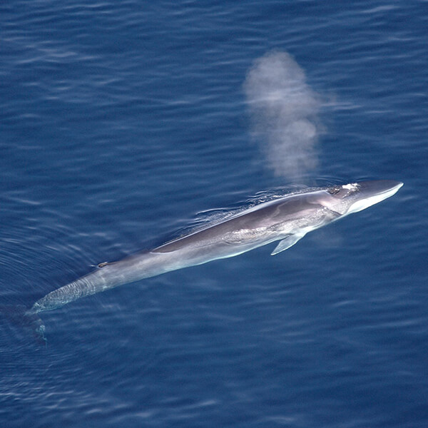 Fin Whale