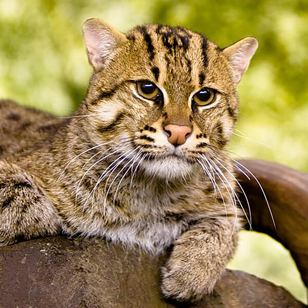 Fishing Cat