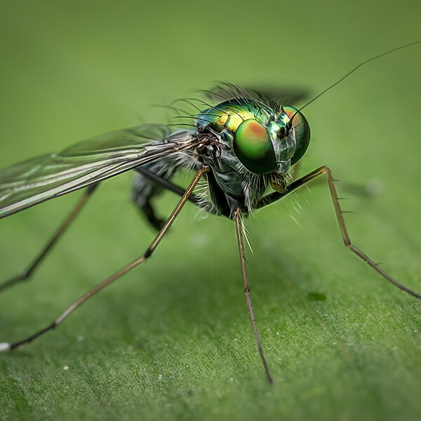 Fly