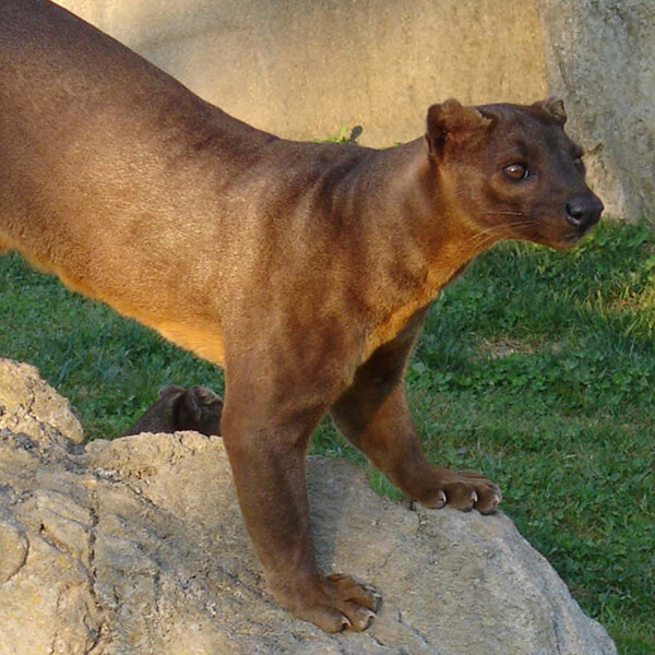 Fossa