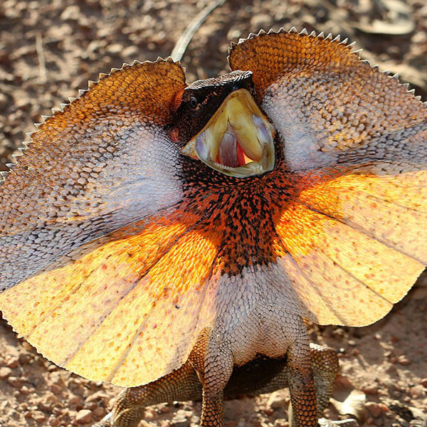 Frill-Necked Lizard