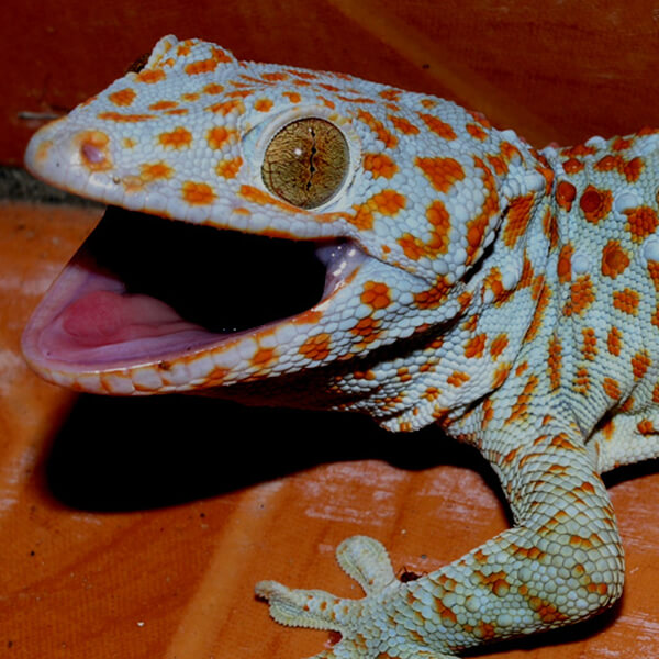 Random Animal Generator Generators List