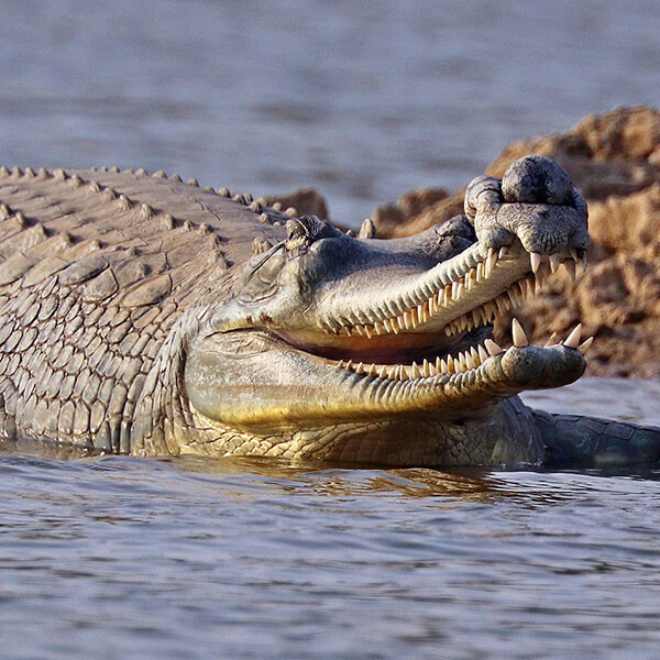 Gharial