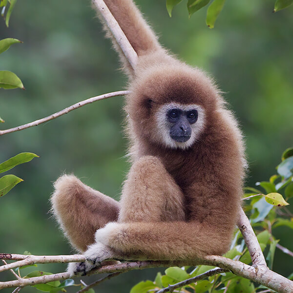 Gibbon