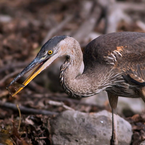 Great Blue Heron