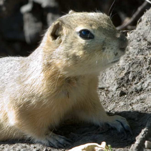 Ground Squirrel