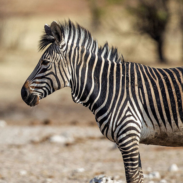 Hartmann's Mountain Zebra