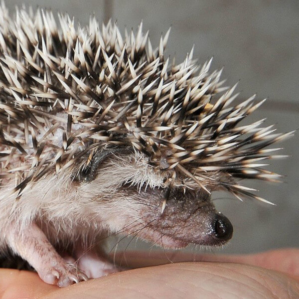 Random Animal Generator Generators List