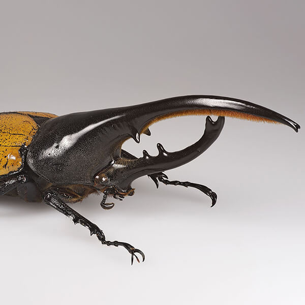 Hercules Beetle
