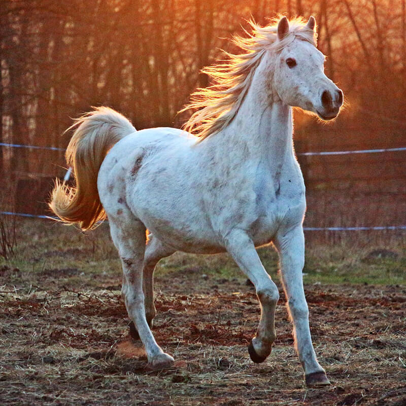 arabian horse