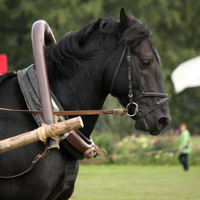 black draft horse