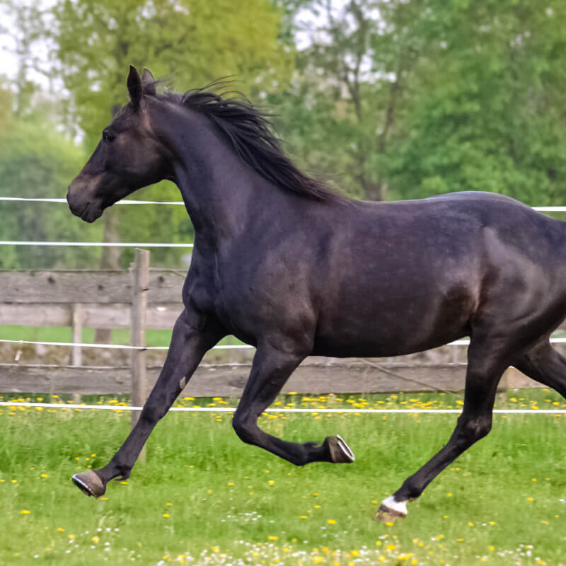 black horse trotting
