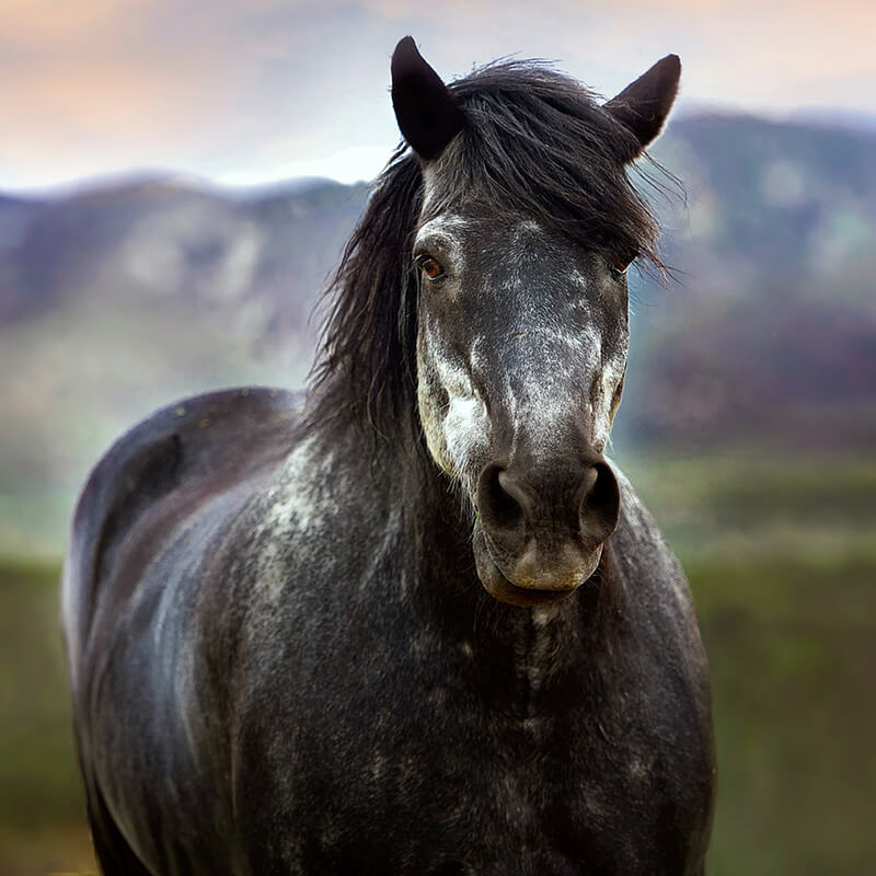 black horse