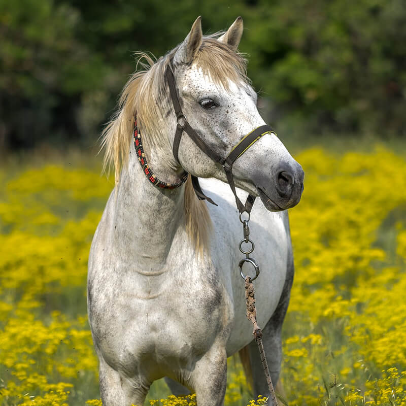 bridled white horse