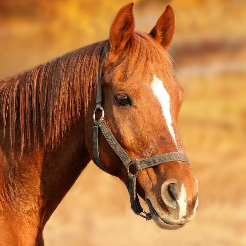 farm horse