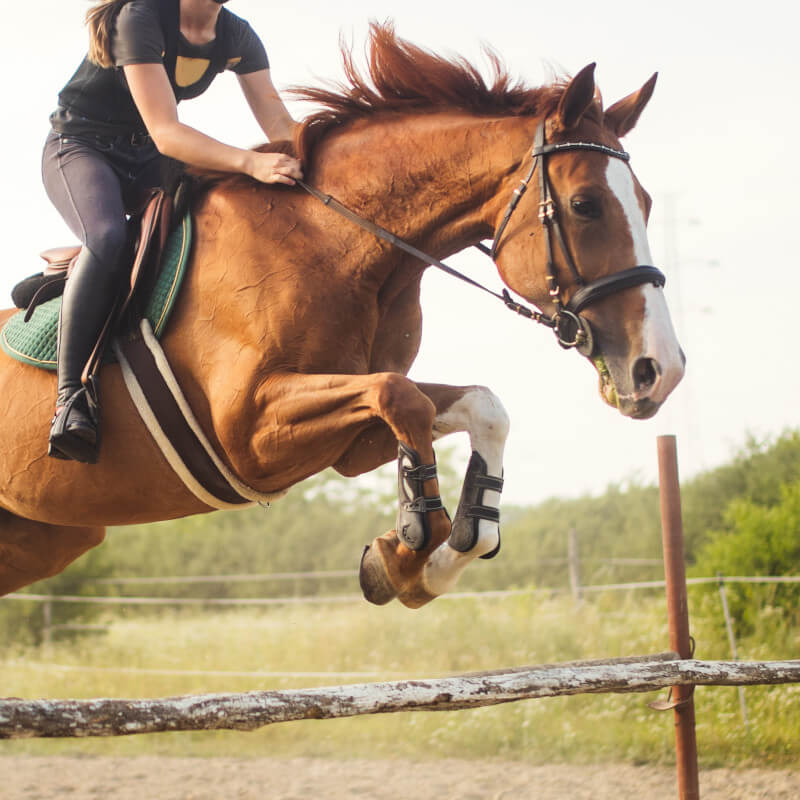 girl jockey jumping horse
