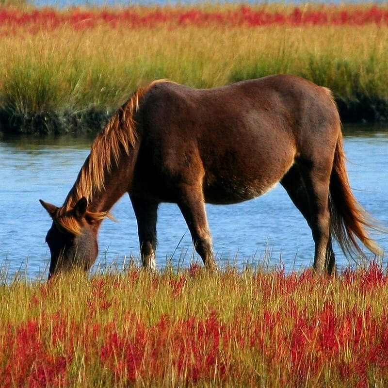 grazing horse