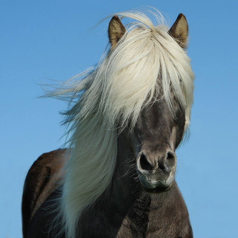 grey hair horse