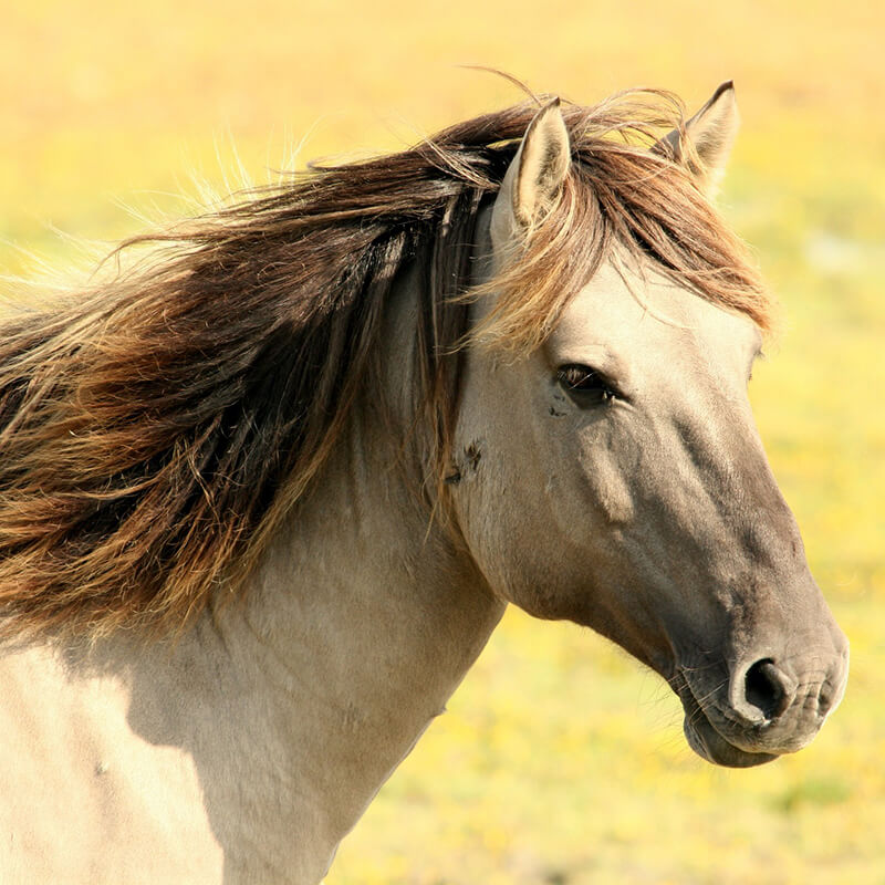 grey horse