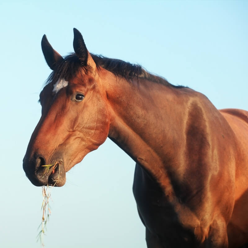 horse eating grass