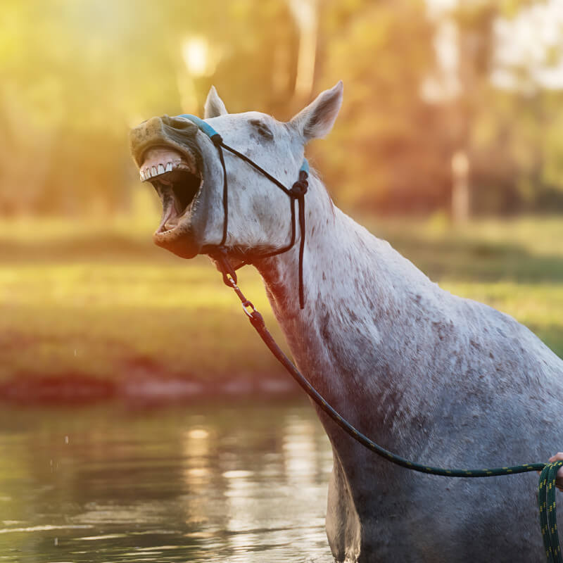 horse in water neighing