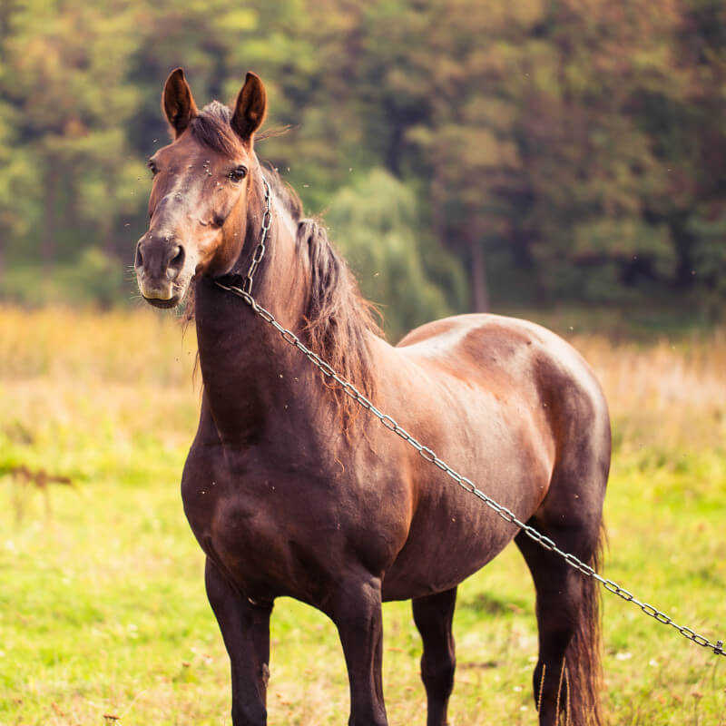 horse tied in pasture