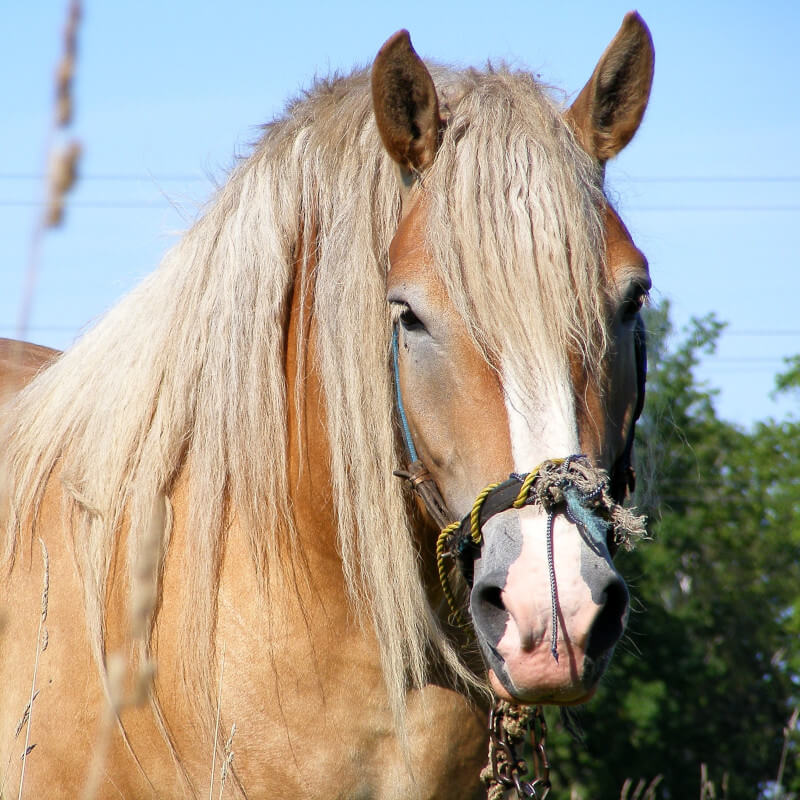 latvian draft horse