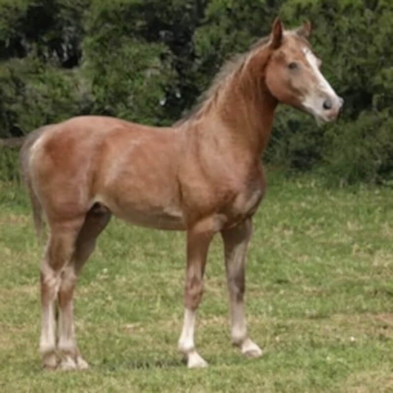 light brown horse