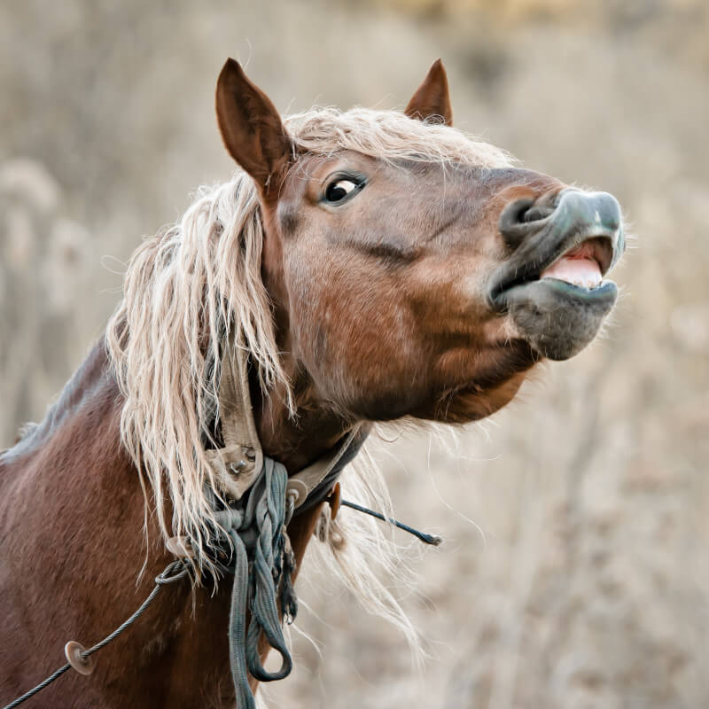 neighing horse