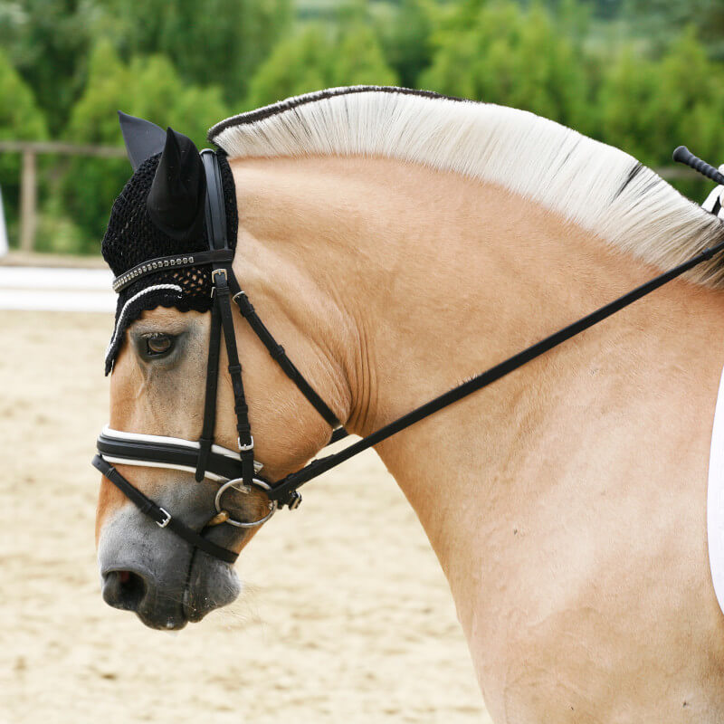norwegian dressage horse